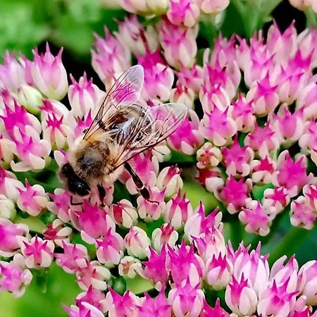 Fewo "Am Bienenstock" In Dallgow-Doberitz المظهر الخارجي الصورة