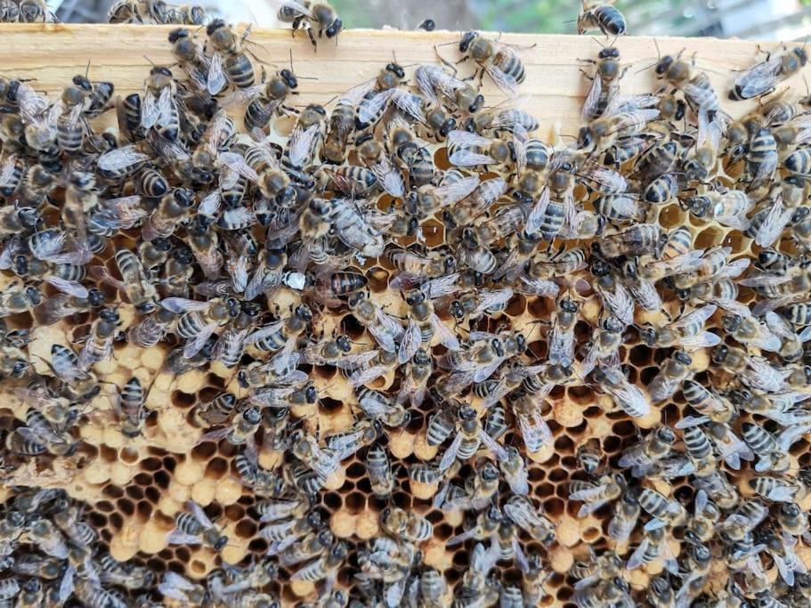 Fewo "Am Bienenstock" In Dallgow-Doberitz المظهر الخارجي الصورة