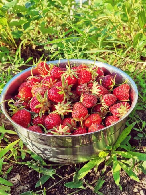 Fewo "Am Bienenstock" In Dallgow-Doberitz المظهر الخارجي الصورة